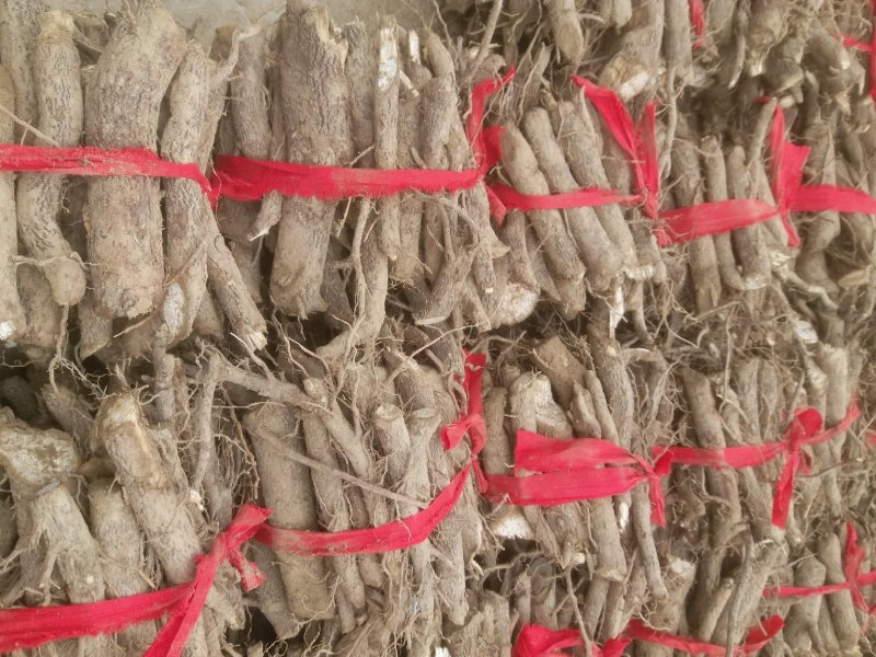 泡桐根泡桐树根河南货源梧桐树泡桐树