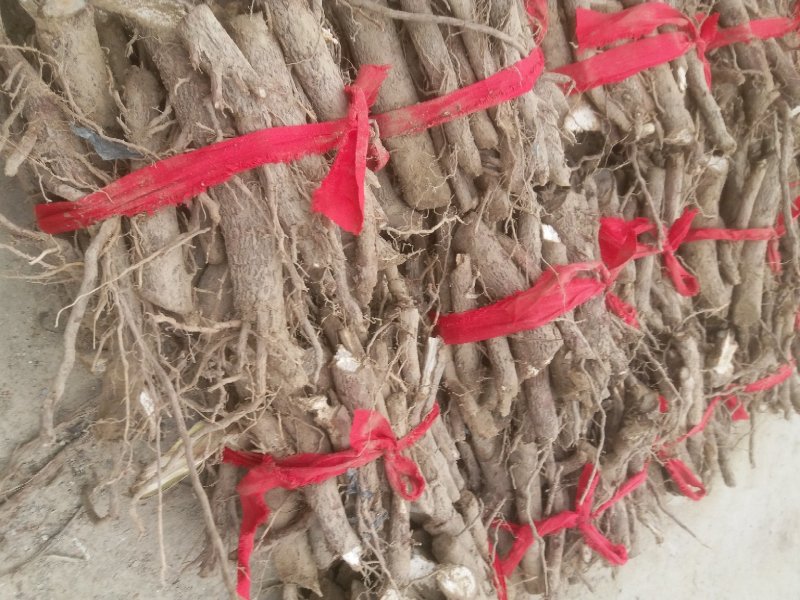 泡桐根泡桐树根河南货源梧桐树泡桐树