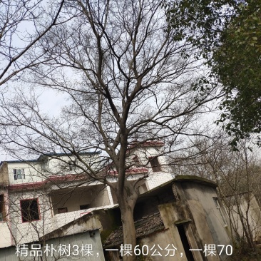 供应精品朴树，重阳木，桂花，广玉兰，小叶榆树，香樟等绿化