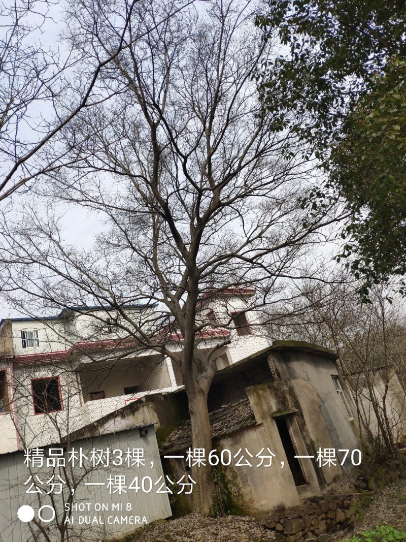 供应精品朴树，重阳木，桂花，广玉兰，小叶榆树，香樟等绿化
