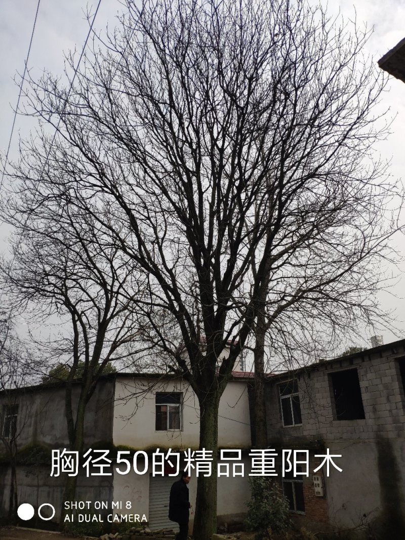 供应精品朴树，重阳木，桂花，广玉兰，小叶榆树，香樟等绿化