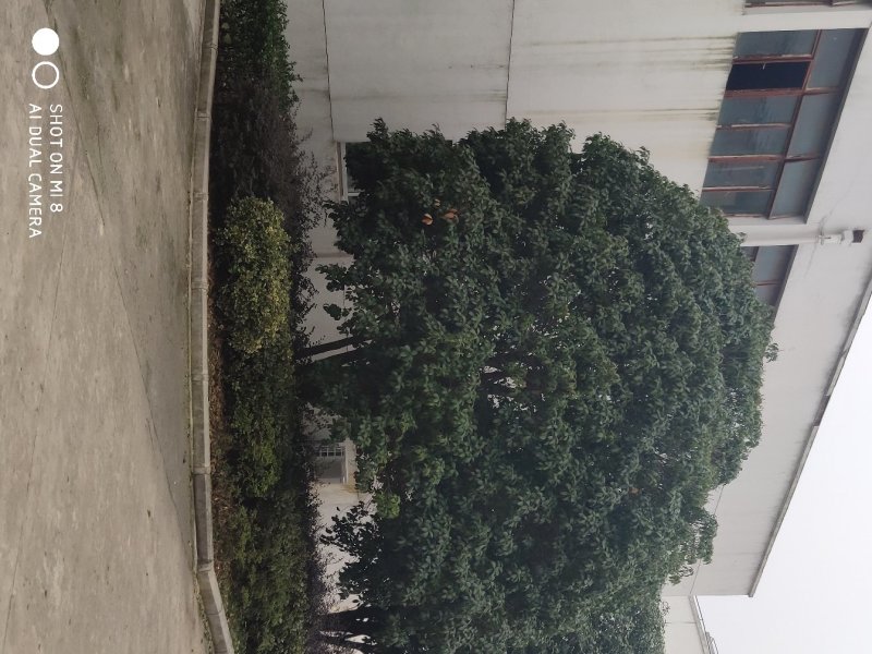 供应精品朴树，重阳木，桂花，广玉兰，小叶榆树，香樟等绿化