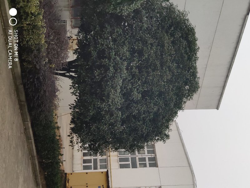 供应精品朴树，重阳木，桂花，广玉兰，小叶榆树，香樟等绿化