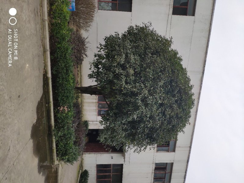 供应精品朴树，重阳木，桂花，广玉兰，小叶榆树，香樟等绿化