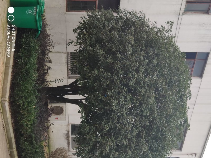 供应精品朴树，重阳木，桂花，广玉兰，小叶榆树，香樟等绿化