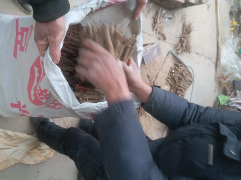 桐树根，紫花泡桐树根，速生9501四倍体泡桐