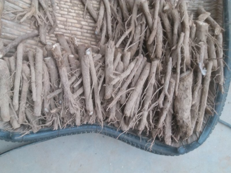 桐树根，紫花泡桐树根，速生9501四倍体泡桐
