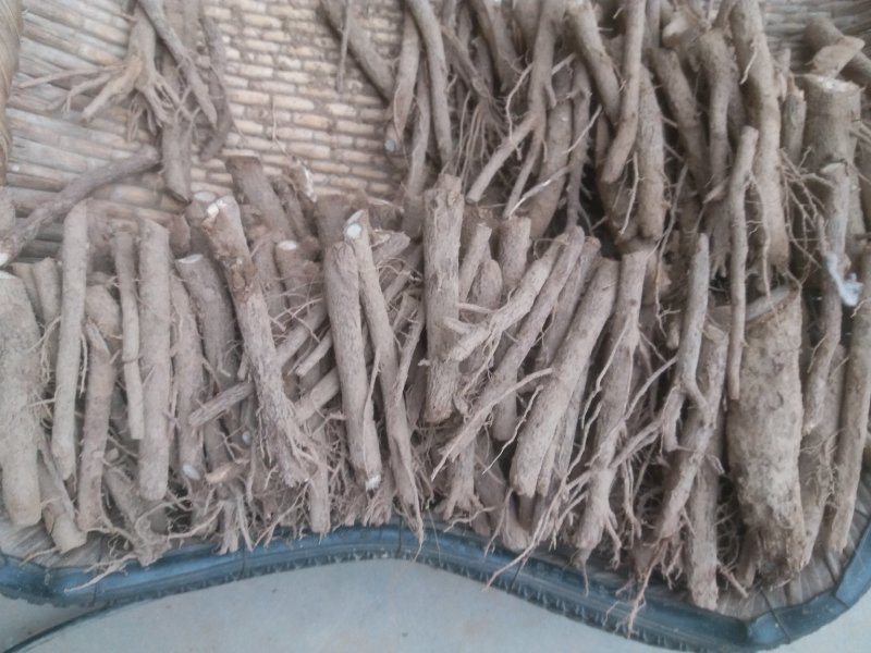 桐树根，紫花泡桐树根，速生9501四倍体泡桐