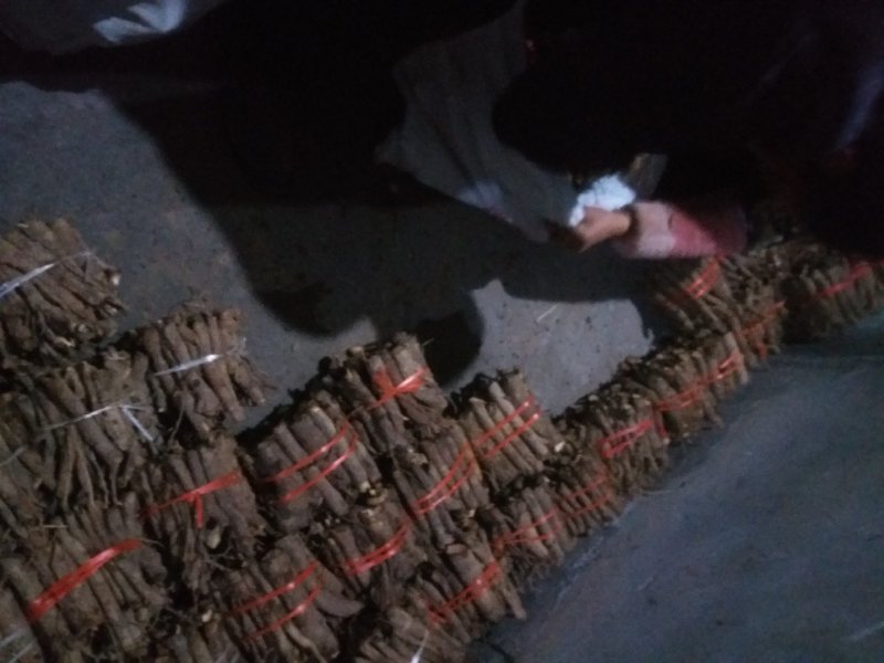 桐树根，紫花泡桐树根，速生9501四倍体泡桐
