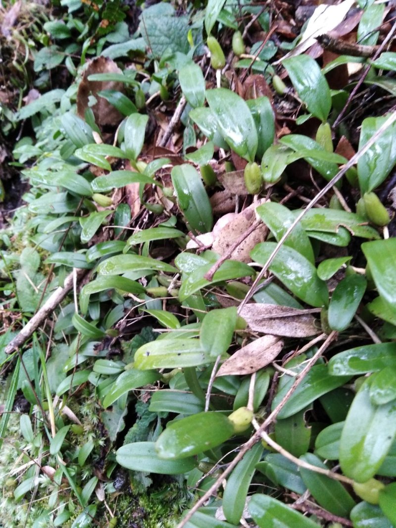 小果石橄榄（包邮）