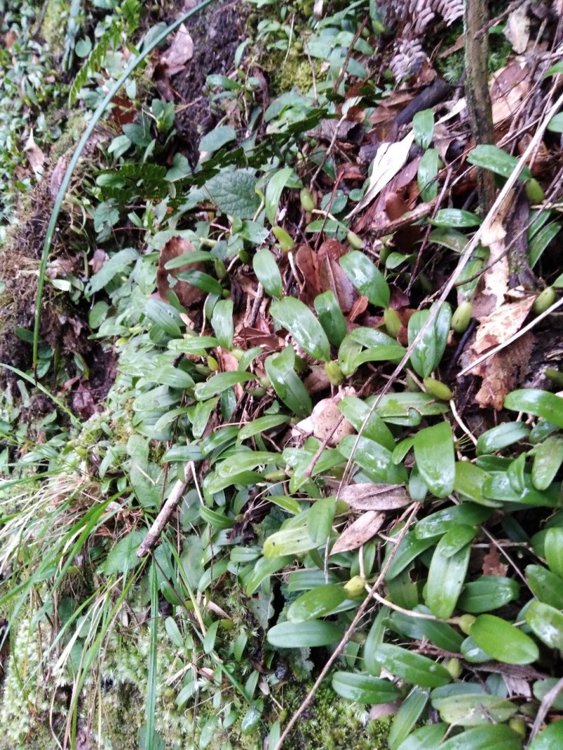 小果石橄榄（包邮）