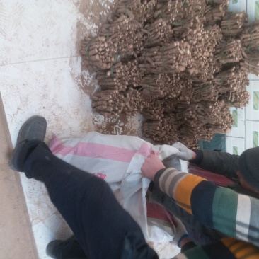 四倍体桐树根，当年可长6公分，河南泡桐树根基地