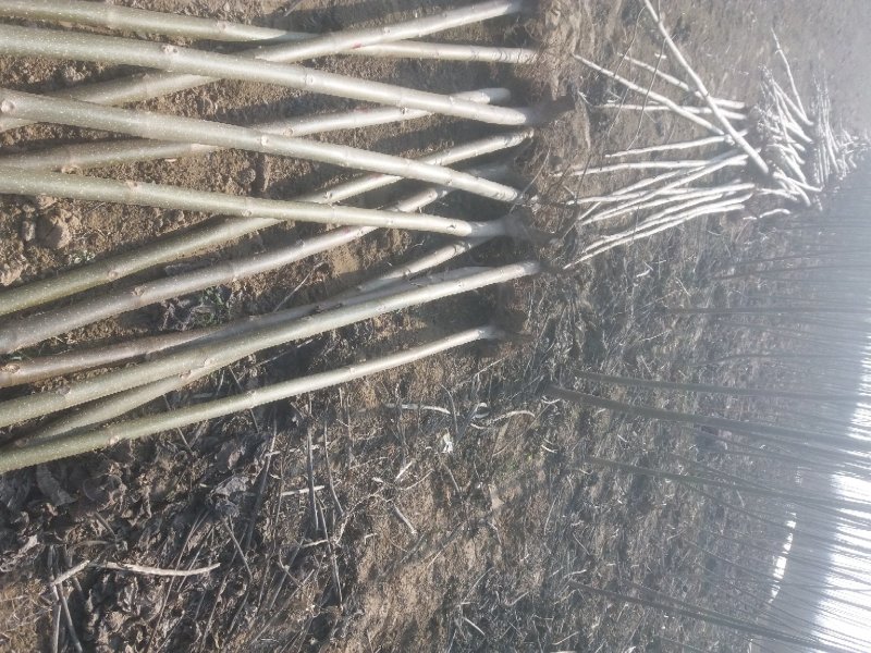 桐根子泡桐种子，炮桐树根可育炮桐树苗大量出售