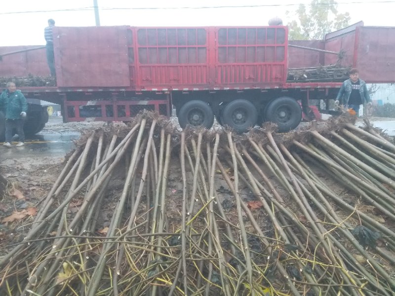 桐根子泡桐种子，炮桐树根可育炮桐树苗大量出售