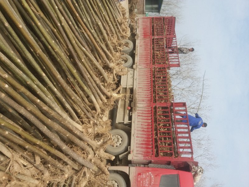 泡桐种根桐根河南货源成活率高现挖现卖
