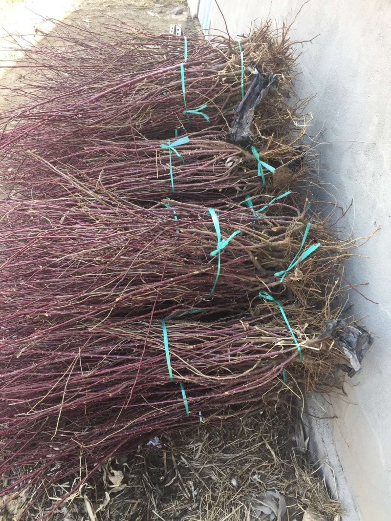 平阴玫瑰丰花玫瑰食用玫瑰苗基地批发一号玫瑰嫁接苗