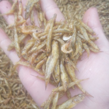 小黄鱼