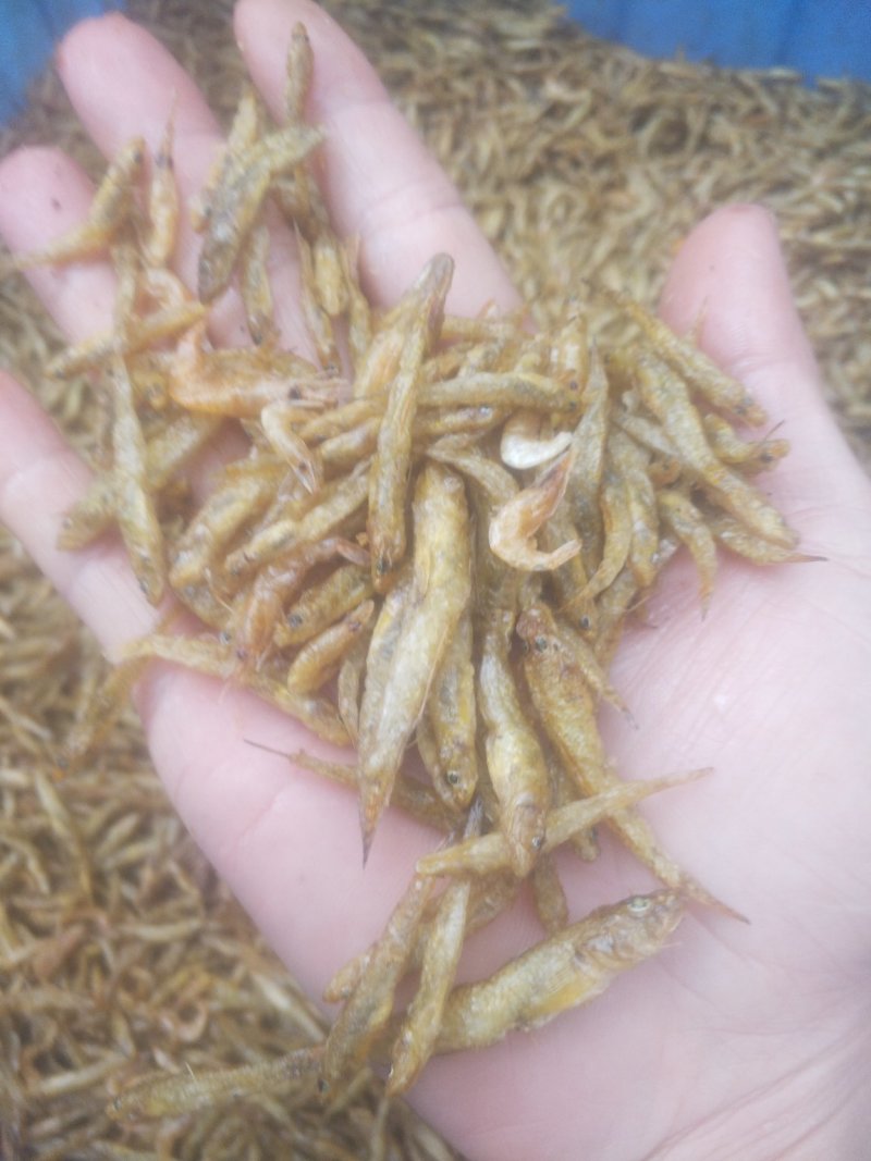 小黄鱼