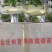 楸树盘苗，杯苗