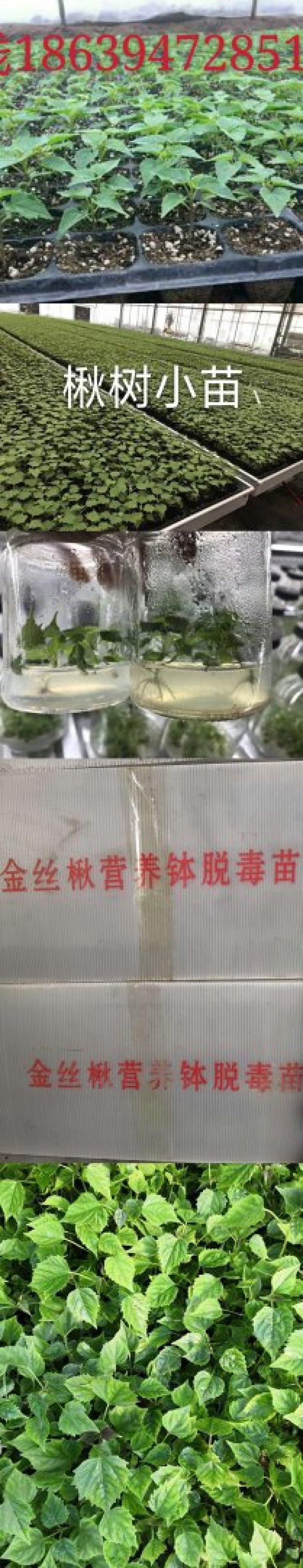 楸树盘苗，杯苗