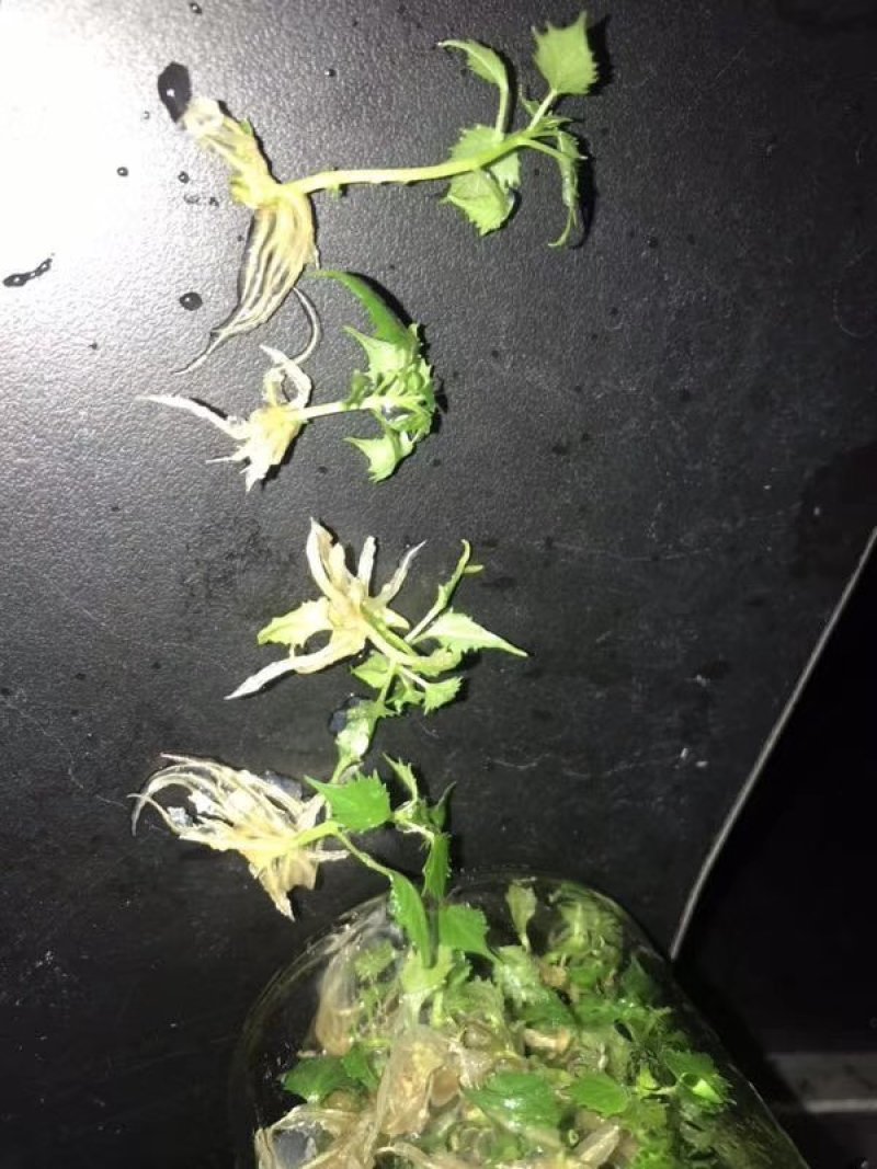 楸树盘苗，杯苗