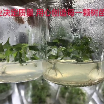 楸树苗