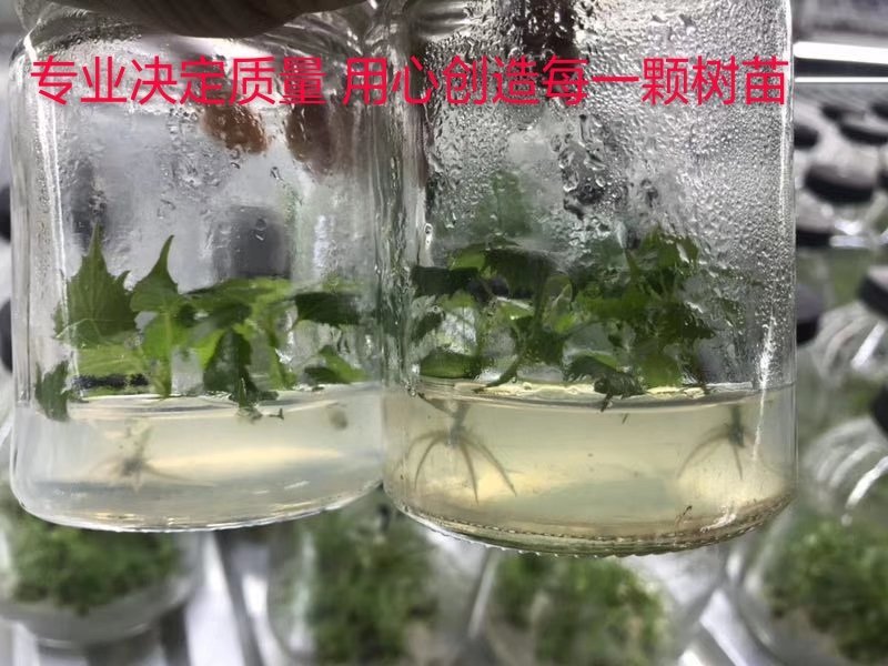 楸树苗