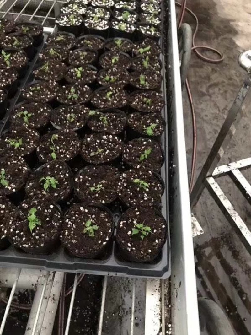 楸树苗