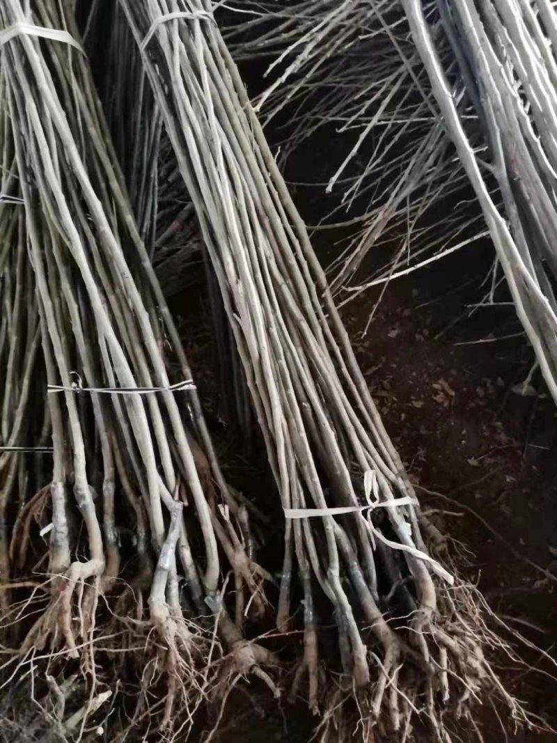 大红袍板栗苗50cm以上