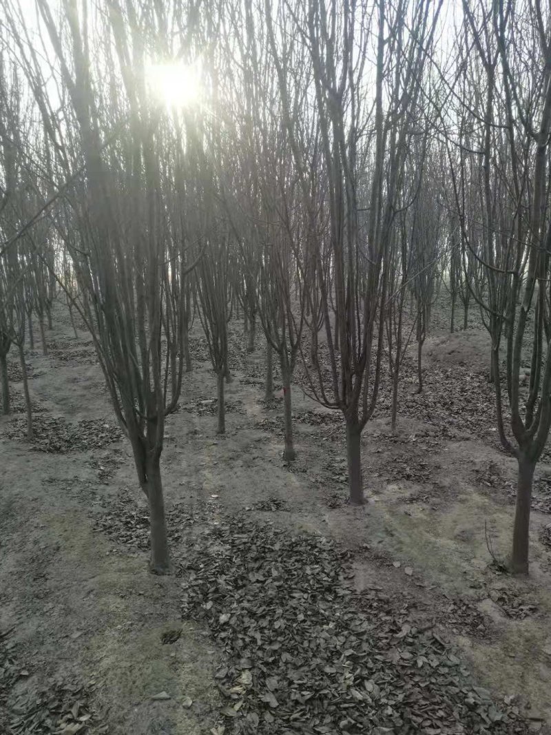 西府海棠，量大，3—12公分