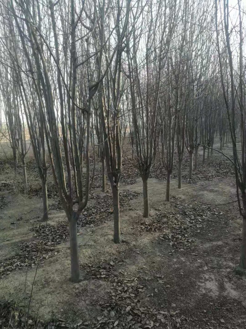 西府海棠，量大，3—12公分
