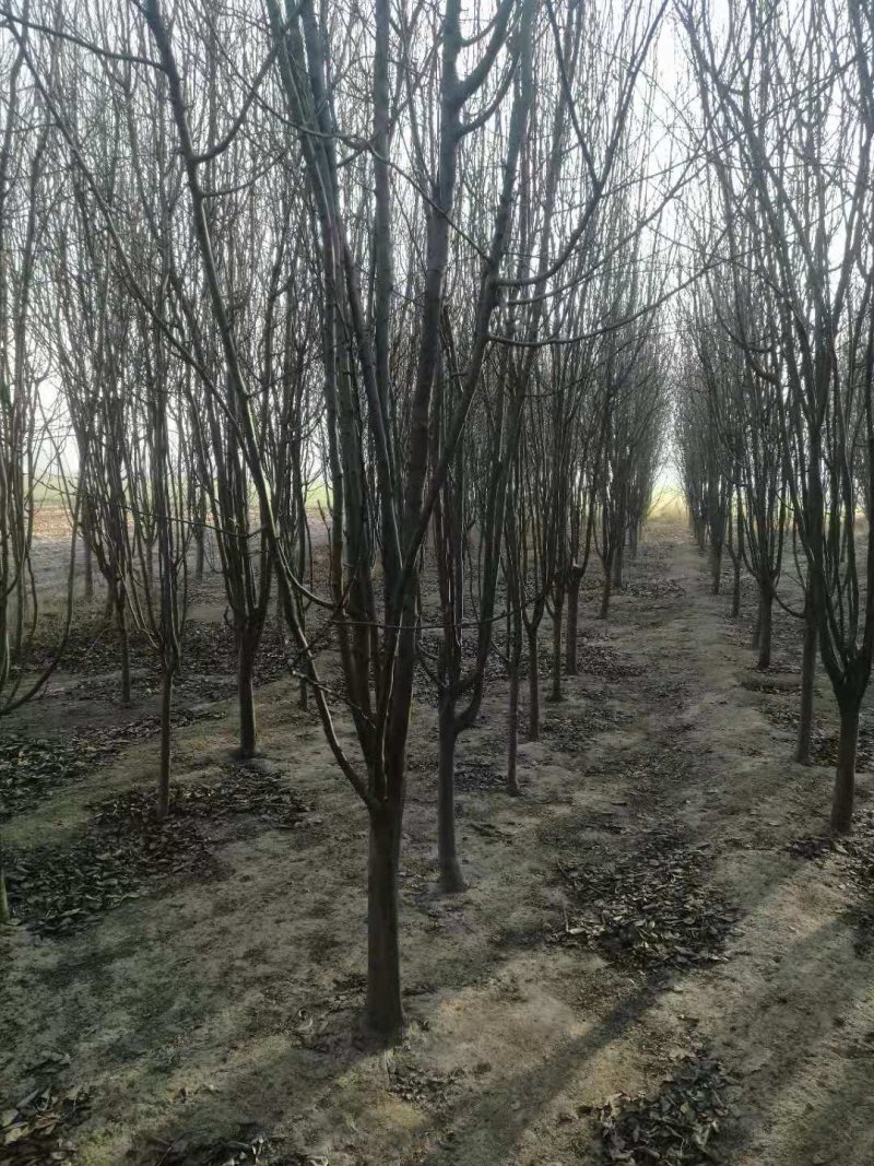 西府海棠，量大，3—12公分