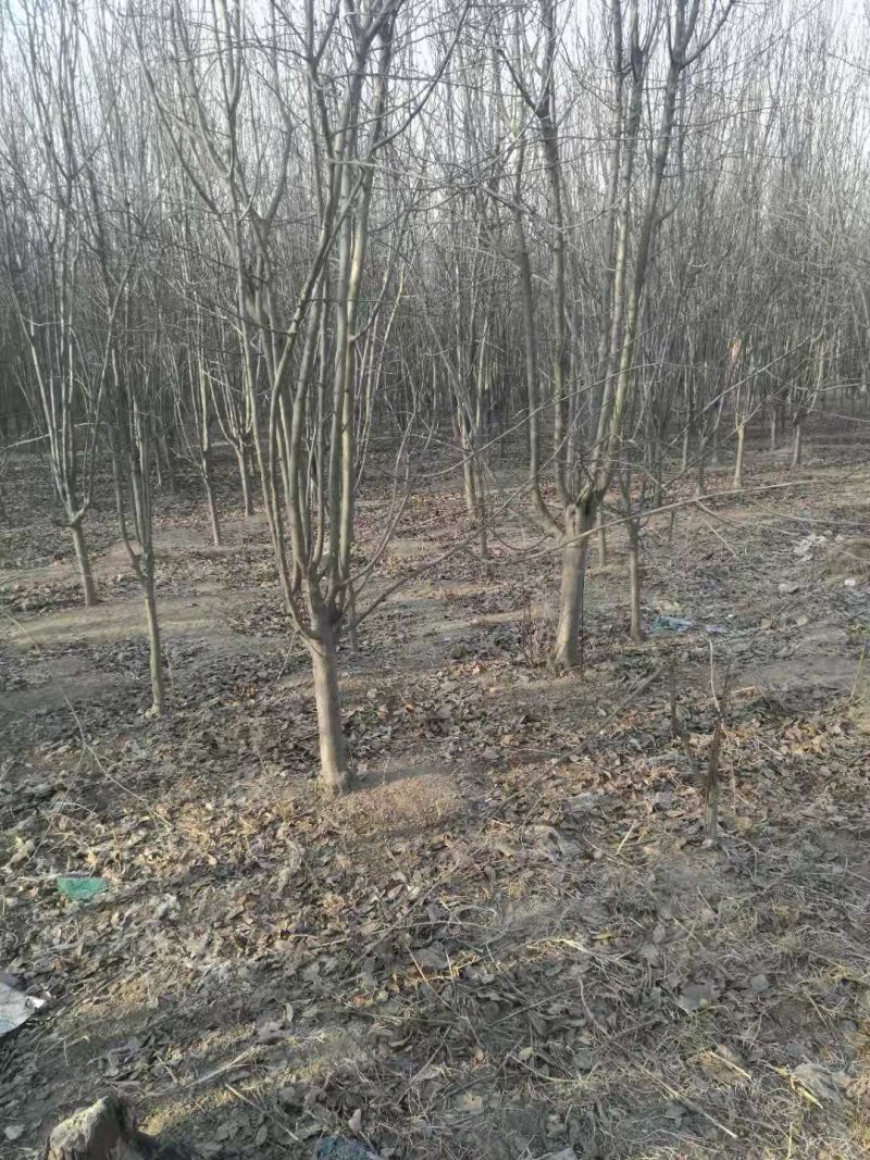 西府海棠，量大，3—12公分