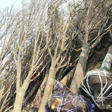 西府海棠，量大，3—12公分