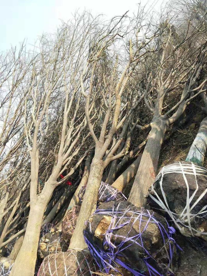 西府海棠，量大，3—12公分