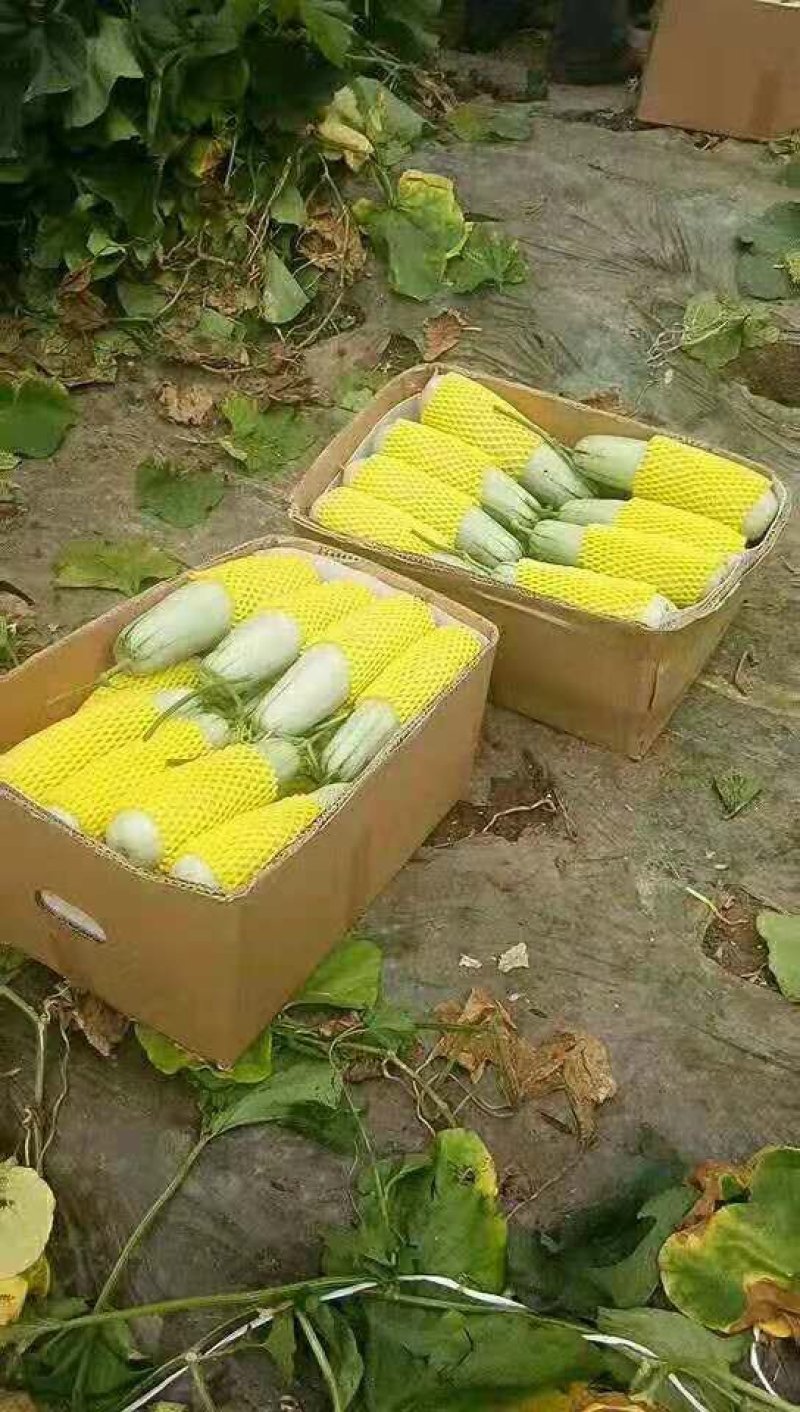 山东潍坊寿光博洋九大量供应