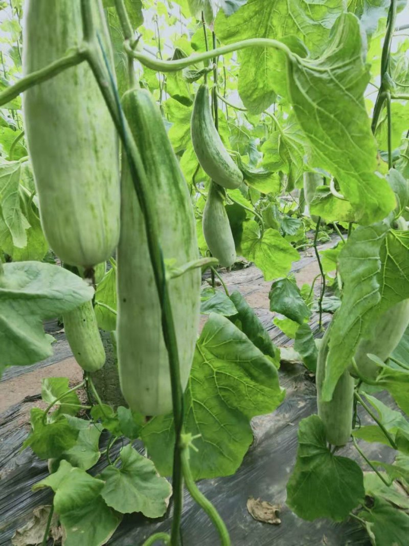 山东潍坊寿光博洋九大量供应