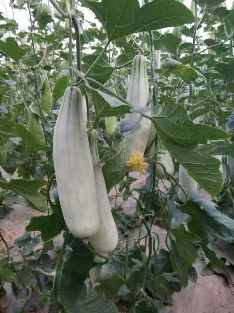 山东潍坊寿光博洋九大量供应