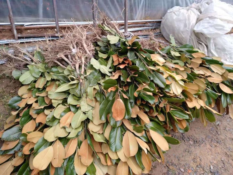 广玉兰苗广玉兰绿化苗木可视频看货选货一亩田线上交易