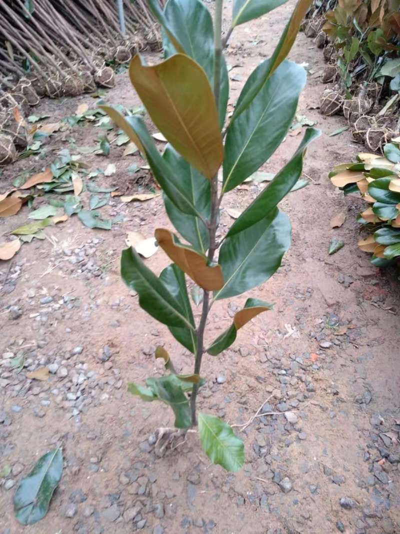 广玉兰苗广玉兰绿化苗木可视频看货选货一亩田线上交易