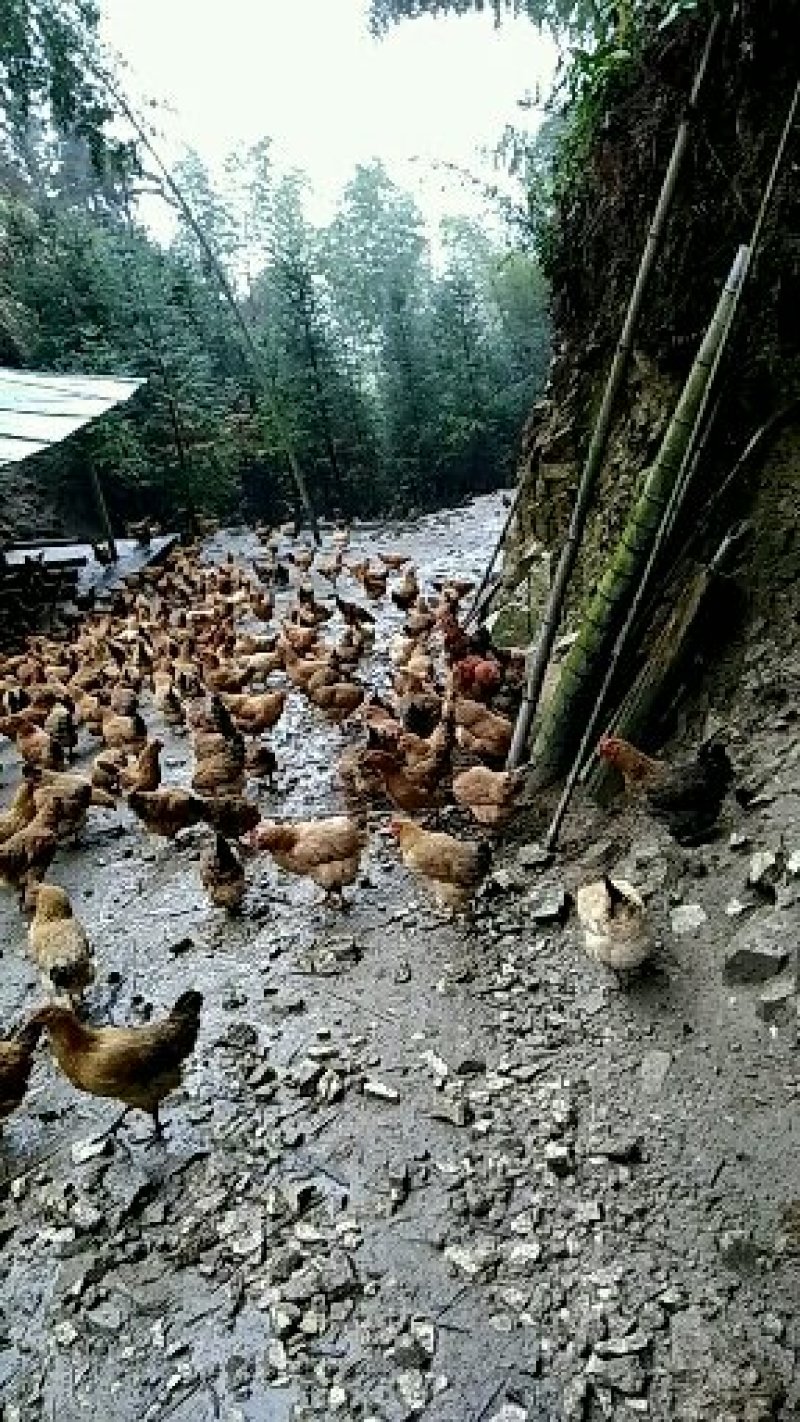 土鸡