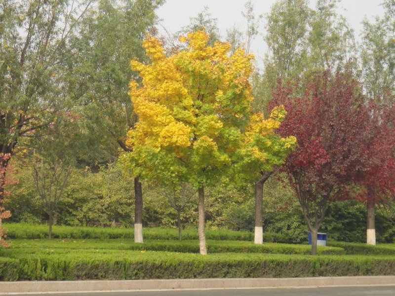 出售元宝枫苗，元宝枫树苗