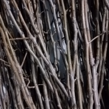 丑梨，0.8一公分的，