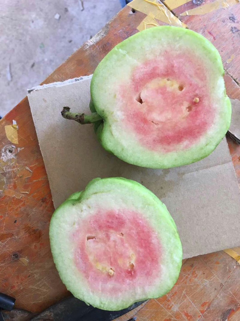 番石榴苗