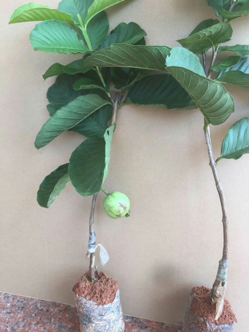 番石榴苗
