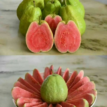 番石榴苗