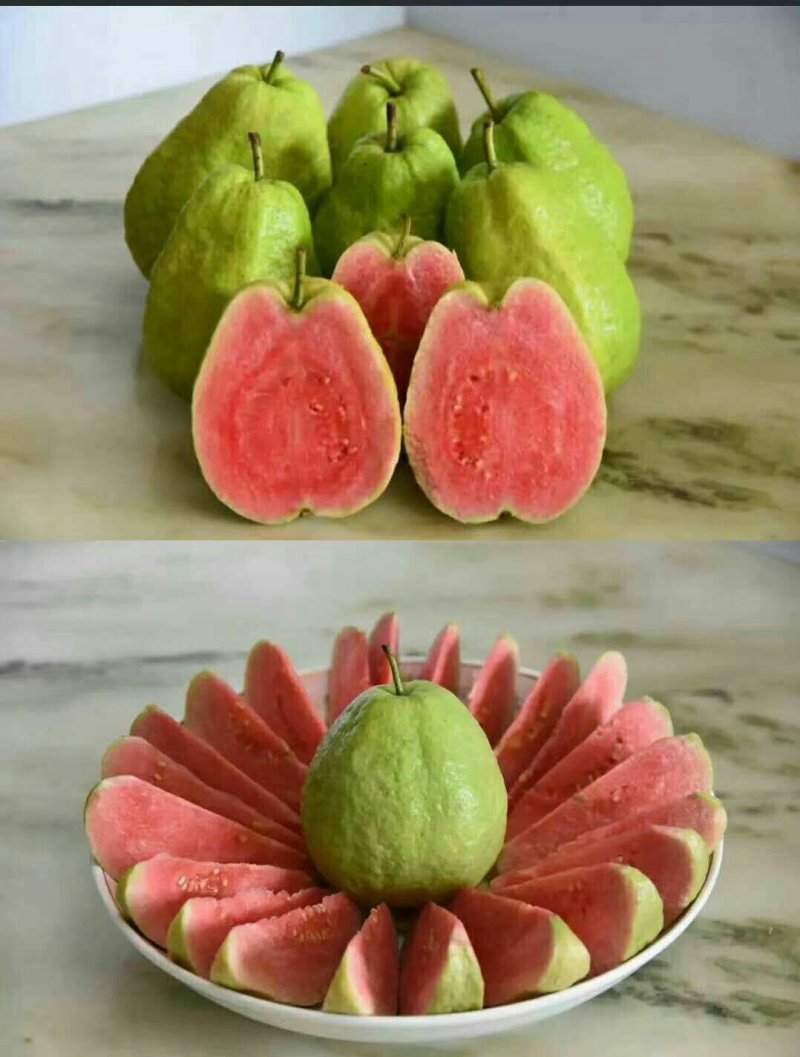 番石榴苗