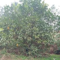 精品柚子树大量有货