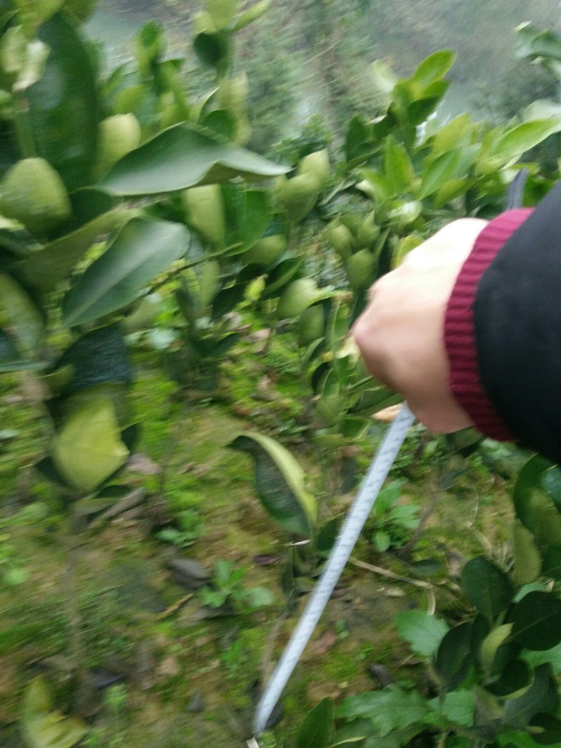 纽荷尔脐橙树苗，红肉血橙苗，7904普橙苗原产地直销包邮