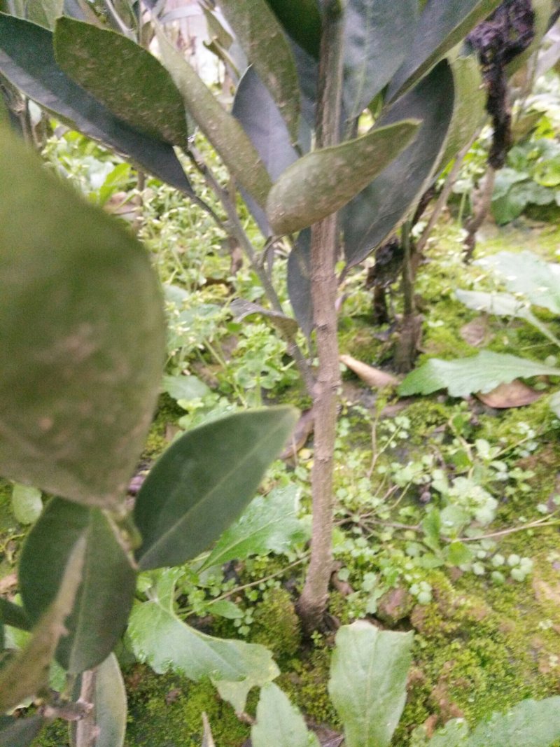 纽荷尔脐橙树苗，红肉血橙苗，7904普橙苗原产地直销包邮